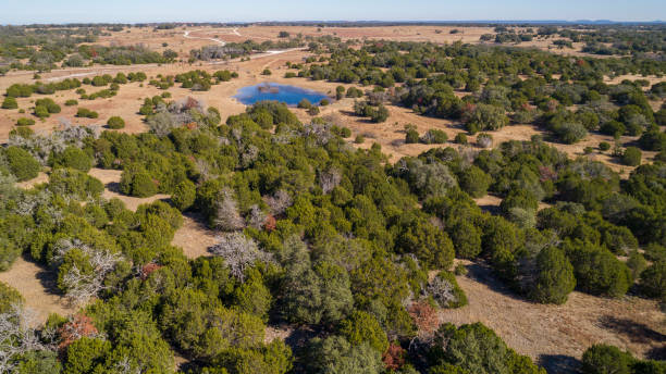 istock Juniper forest in the arid highland in Texas, USA 1164234398