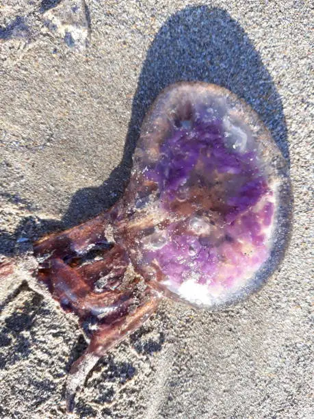 A small jellyfish Aurelia aurita (also called the common jellyfish, moon jellyfish, moon jelly or saucer jelly), which was thrown by the waves on a sandy beach ,Tarfaya , Morocco .