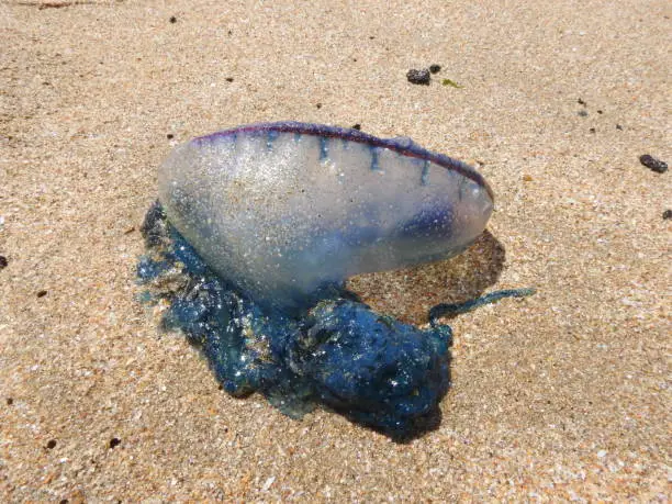 The Portuguese man o' war Bluebottle jellyfish washed up in Tarfaya Morocco beach.The Portuguese man o' war (Physalia physalis), also known as the Bluebottle, man-of-war, or bluebot