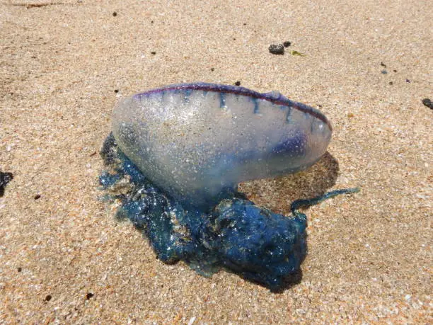 The Portuguese man o' war Bluebottle jellyfish washed up in Tarfaya Morocco beach.The Portuguese man o' war (Physalia physalis), also known as the Bluebottle, man-of-war, or bluebot