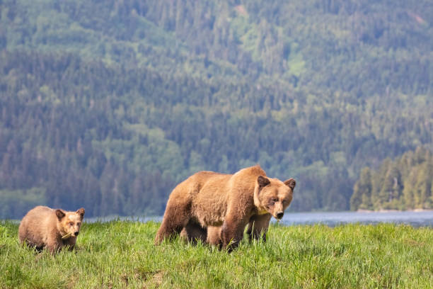 istock Grizzly Bear mother and cub in a grassy meadow 1164238128
