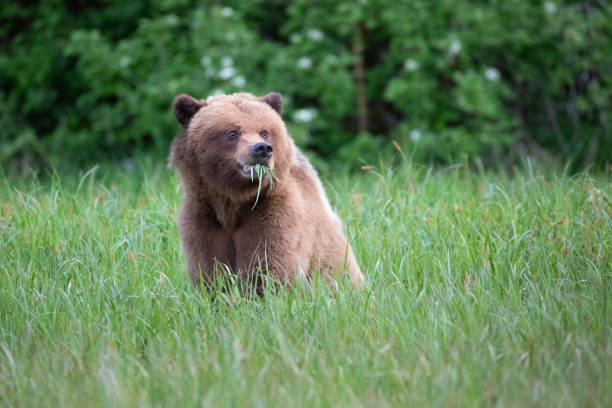 Grizzly Bear feeding on sedge grass in a meadow in the Great Bear Rainforest of British Columbia, Canada stock photo