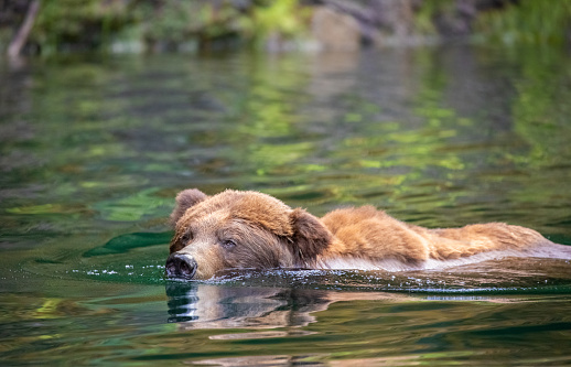 Grizzly Bear Swimming, Khutzymateen Wildlife Refuge, Great Bear Rainforest, British Columbia, Canada