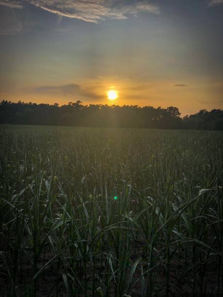 istock A beautiful landscape view in a setting sun in Germany 1164238237
