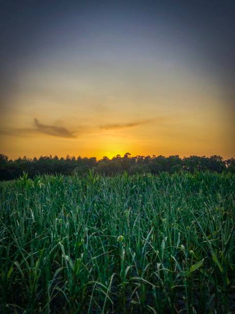 istock A beautiful landscape view in a setting sun in Germany 1164238302