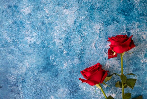 istock rose on blue and white acrylic paint bacikground 1164242211