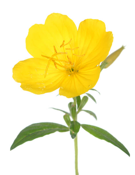 evening primrose - primrose imagens e fotografias de stock