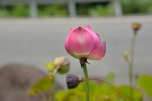 istock Pink lotus flower 1164243025
