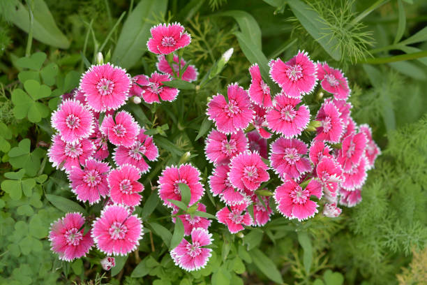 Dianthus flowers Dianthus flowers blooming in garden dianthus barbatus stock pictures, royalty-free photos & images