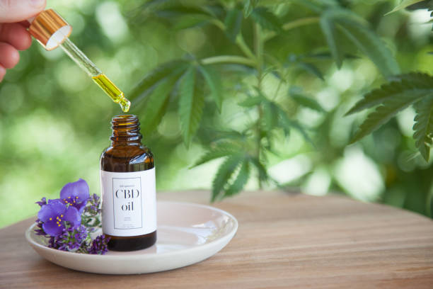 Female hand removing CBD Cannabis Oil (cannabidiol) from bottle  on small plate atop wooden surface. Female hand removing CBD Cannabis Oil (cannabidiol) from bottle  on small plate atop wooden surface. Fresh flowers on plate. Cannabis plant out of focus in background. cannabis sativa photos stock pictures, royalty-free photos & images