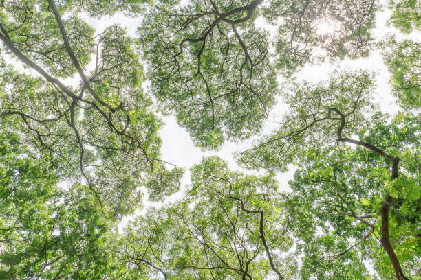 istock Branches of green leaves under the tree 1164246714