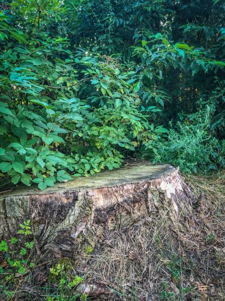 istock A tree stump in a beautiful green plant setting 1164246734