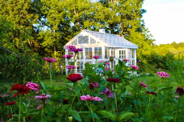 gorgeous victorian style greenhouse in a garden of zinnias - gardening single flower house flower imagens e fotografias de stock