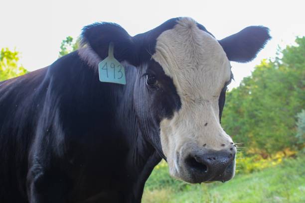 istock Black Angus cow with white face in the meadow 1164249501