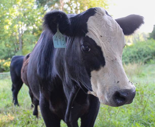 istock Black Angus cow with white face in the meadow 1164251184