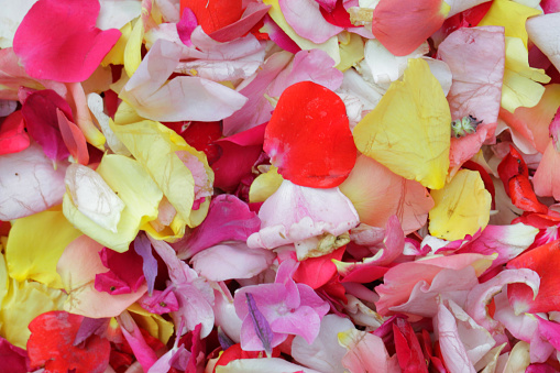 Image of yellow, pink and red flower rose petals as floral wallpaper background, picked from roses, carnations and dianthus, flower petals drying for multicoloured natural biodegradable wedding confetti, dried flowers confetti for throwing at weddings