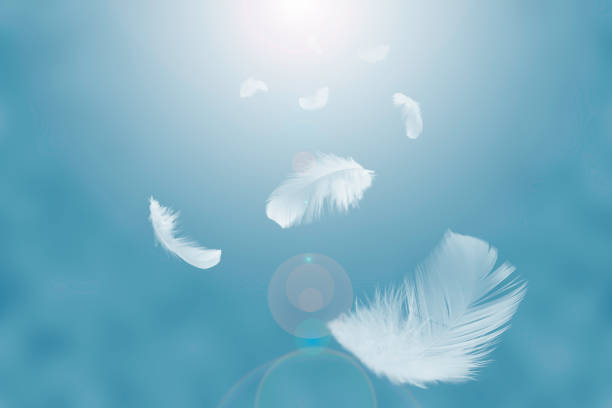 istock abstract solf white feathers floating in the air. 1164252318