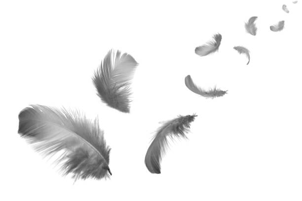 istock abstract black feathers floating in the air 1164252320