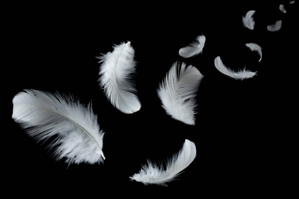 istock Solf white feathers floating in the dark 1164252322