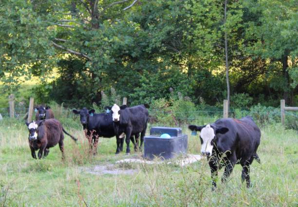 istock Herd of cows in a summer pasture 1164253148