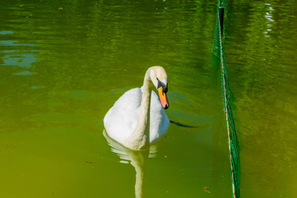 White swan in a pond at city park