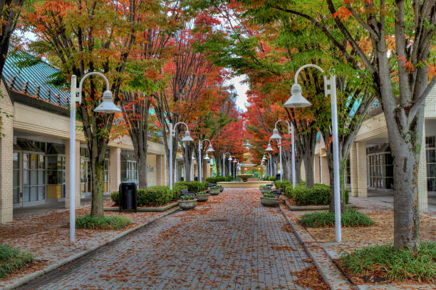 istock Fall Colors in the City 1164253362