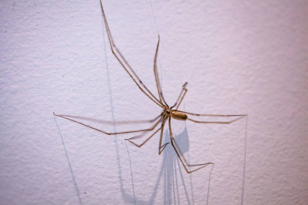 daddy long legs araña en la pared blanca con sombras largas y enfoque superficial - white animal eye arachnid australia fotografías e imágenes de stock
