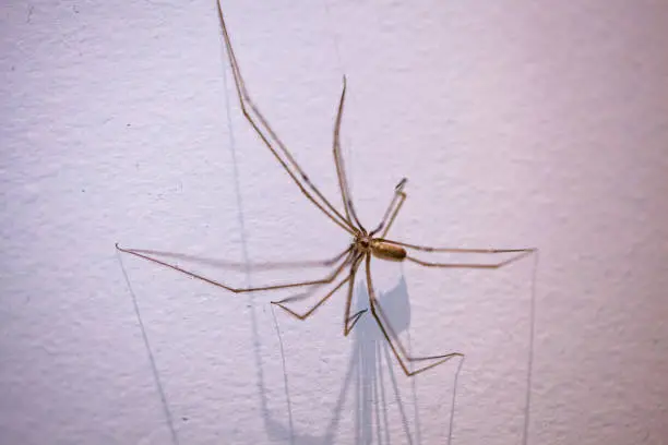 Daddy Long Legs spider on white wall with long shadows and shallow focus