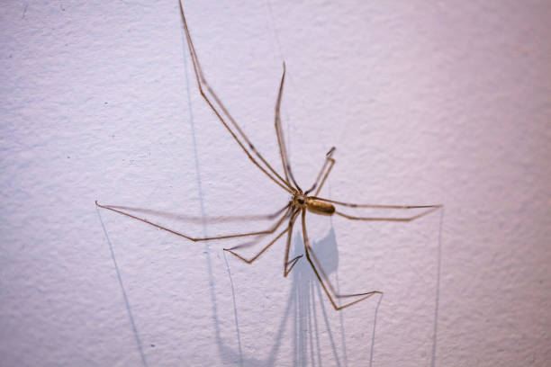 daddy long legs spider on white wall with long shadows and shallow focus - white animal eye arachnid australia imagens e fotografias de stock