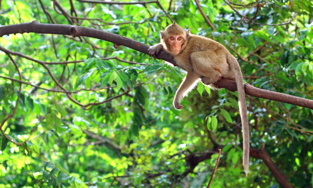 istock Monkey macaque in forest. Monkeys in the natural environment. 1164254913