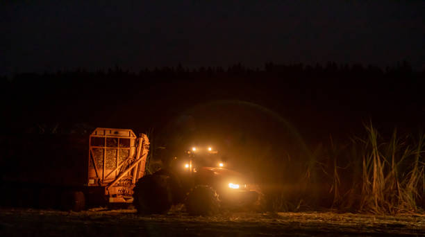 istock Sugar cane hasvest plantation night 1164256778