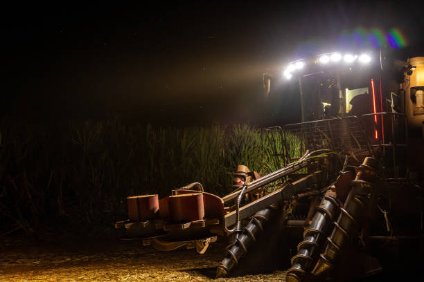 istock Sugar cane hasvest plantation night 1164256920