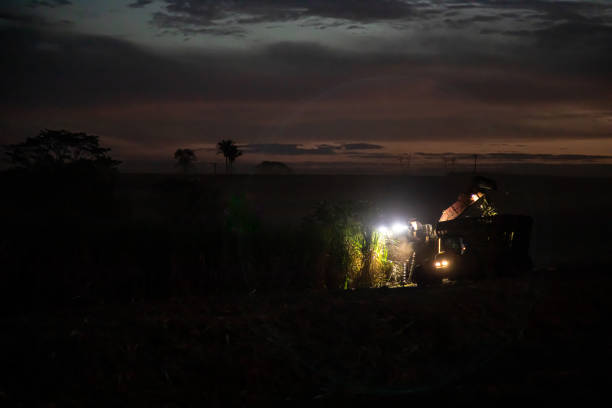 istock Sugar cane hasvest plantation night 1164257005
