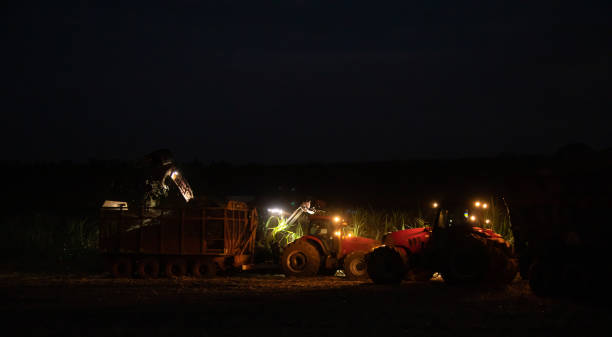 istock Sugar cane hasvest plantation night 1164257008
