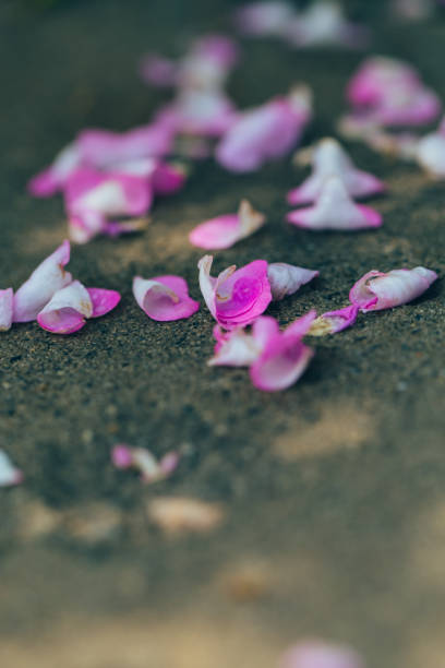 istock Pink petals falling to the ground after rain 1164257109