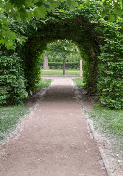 istock bushy arc in the park at summer. background, nature. 1164257914