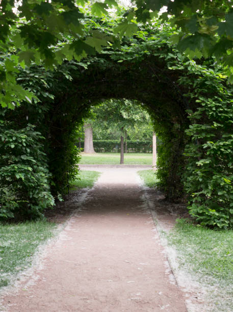 istock bushy arc in the park at summer. background, nature. 1164257917