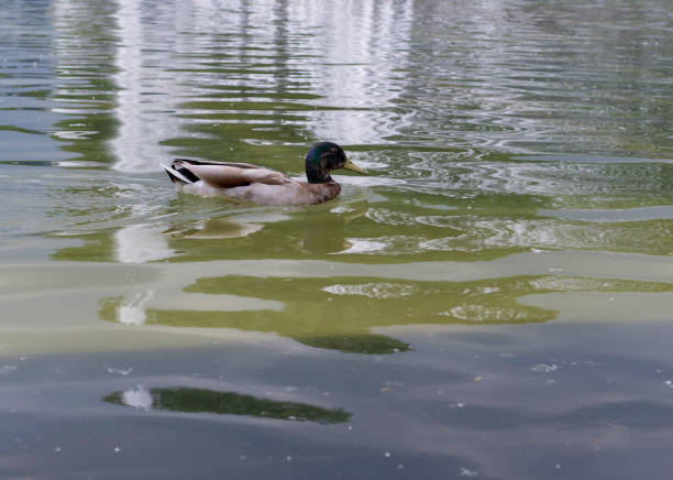 istock duck in the pool in park. background, animal 1164258097