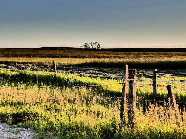 cerca resistido velha do gado na paisagem aberta da pradaria - alberta prairie farm fence - fotografias e filmes do acervo