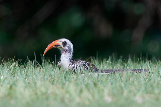 istock Western red-billed hornbill (Tockus kempi) 1164260739