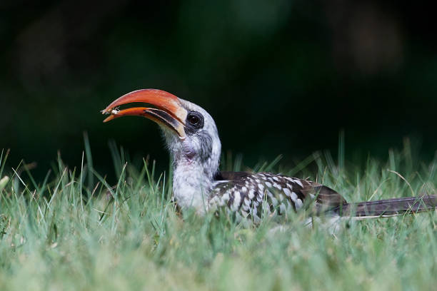 istock Western red-billed hornbill (Tockus kempi) 1164260750