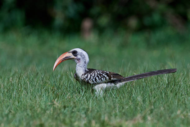 istock Western red-billed hornbill (Tockus kempi) 1164260757