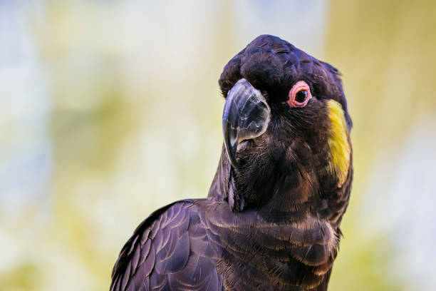 A Male Yellow-tailed Black-Cockatoo (Calyptorhynchus funereus) perched and feeding on a backyard banksia tree. This is one of six black cockatoo species native to Australia
