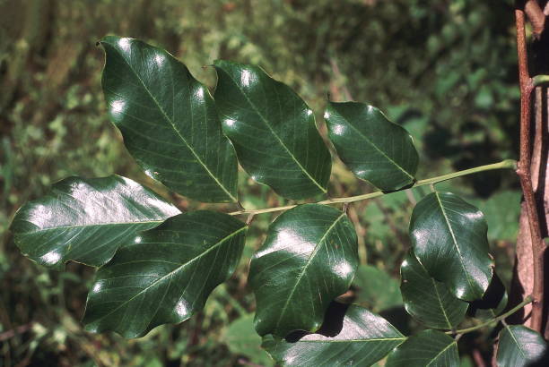 Leaf. Pterocarpus Marsupium. Indian Kino tree. Family: Fabaceae. A large deciduous tree. The resin is dark red in colour. The heartwood is dark, heavy, durable and also used in medicines.