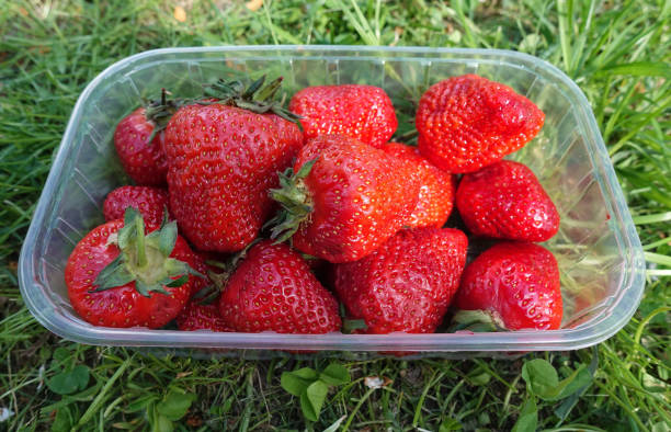 istock Fresh large strawberries in a plastic tray on green grass 1164267636