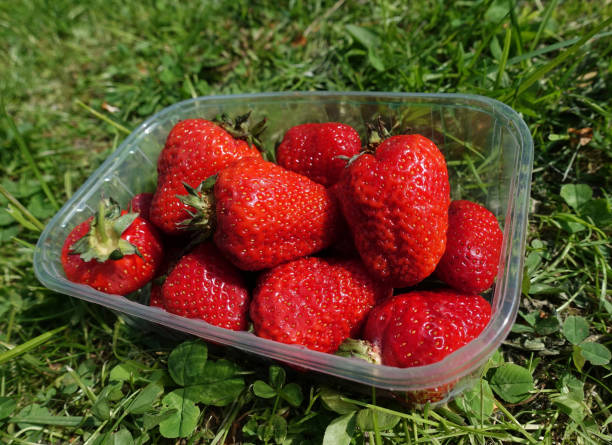 istock Fresh large strawberries in a plastic tray on green grass 1164267639