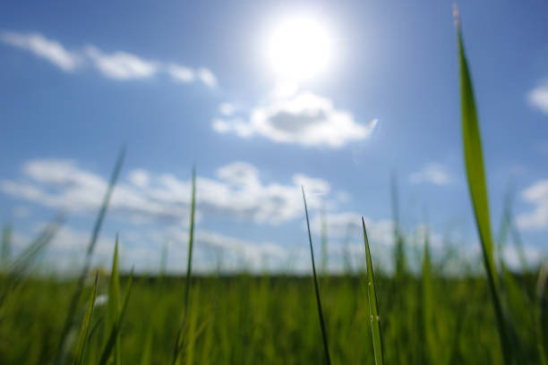 The sun shines over a grassy field and clouds int he sky.