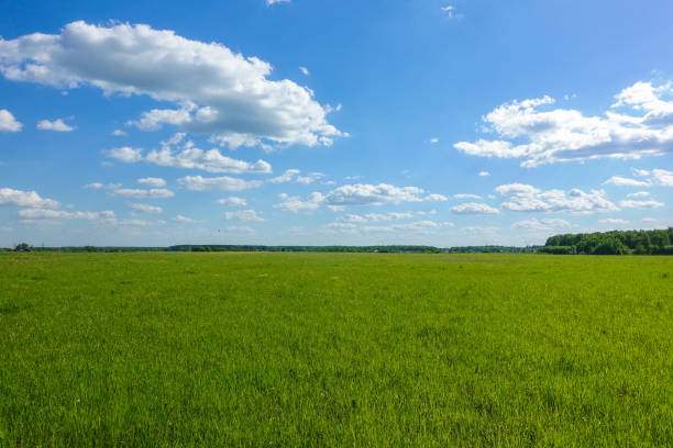istock Beautiful landscape. Green grass field and blue sky with white clouds. 1164267658