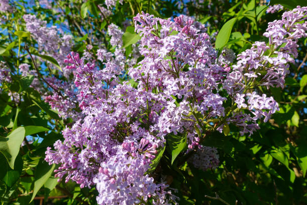 istock Terry lilac close-up against the blue sky 1164267698