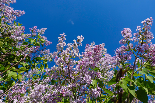 Terry lilac close-up against the blue sky